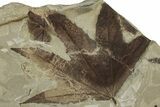 Detailed Fossil Leaves, Seed, and Ant - Green River Formation, Utah #356082-2